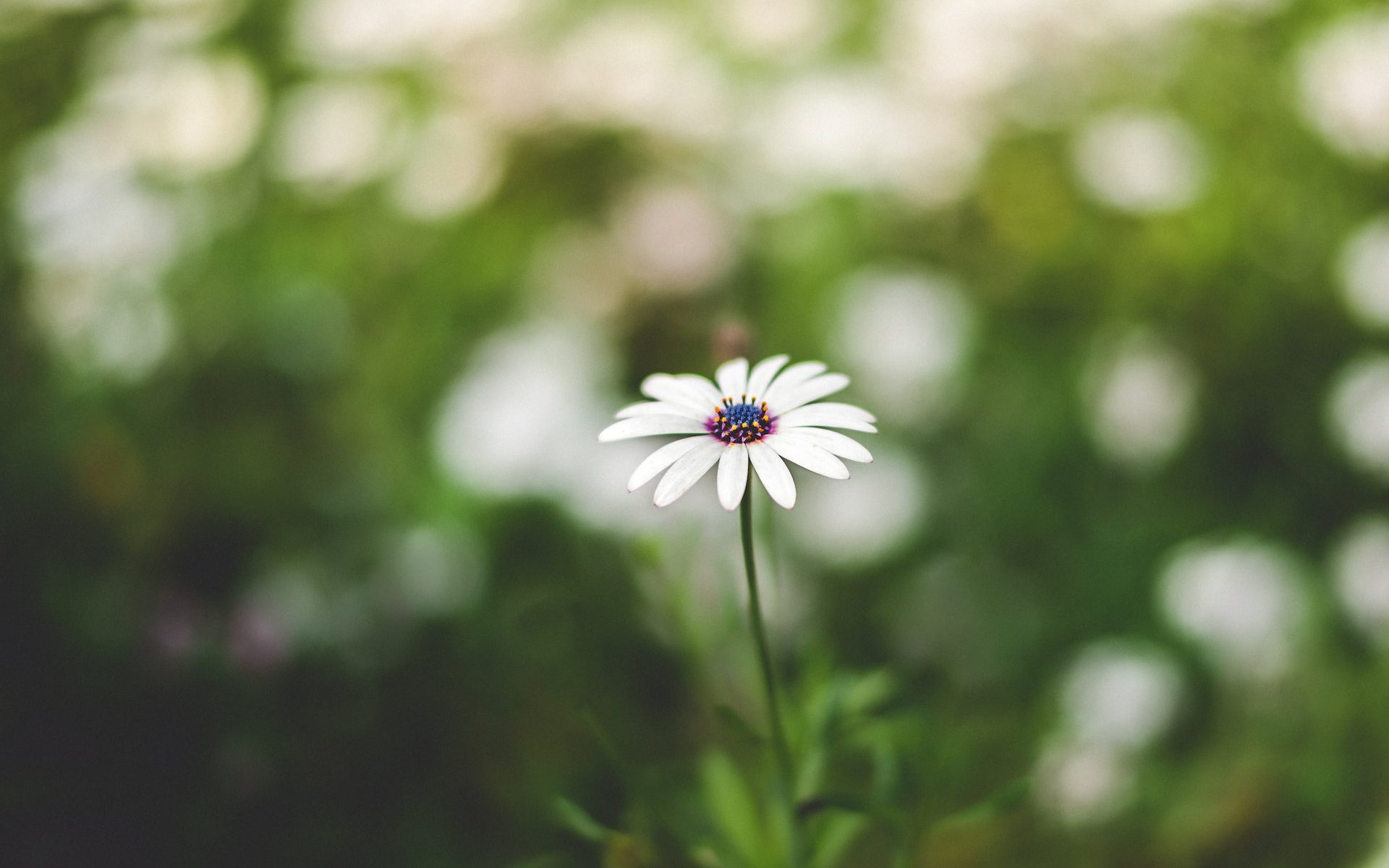 lila Blume im Tilt-Shift-Objektiv