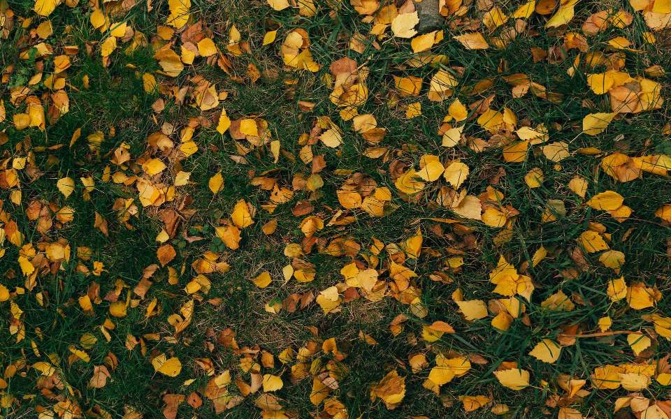 gelbe Blumen auf der grünen Wiese