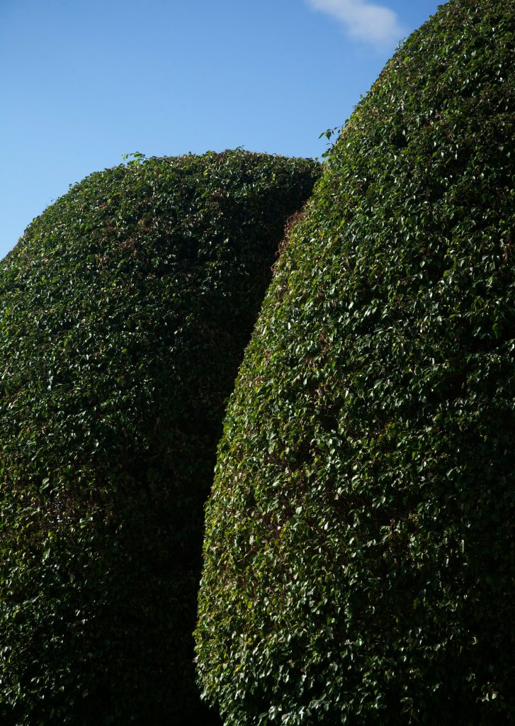 green moss on green grass field